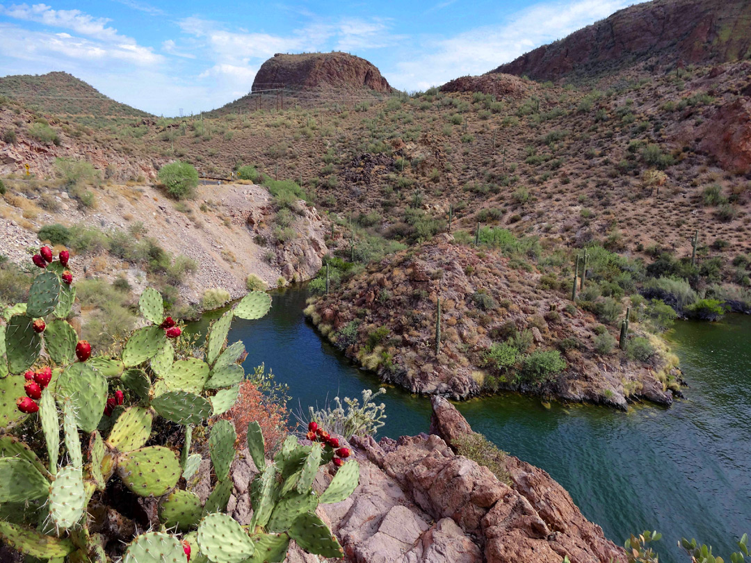 Opuntia above Canyon Lake