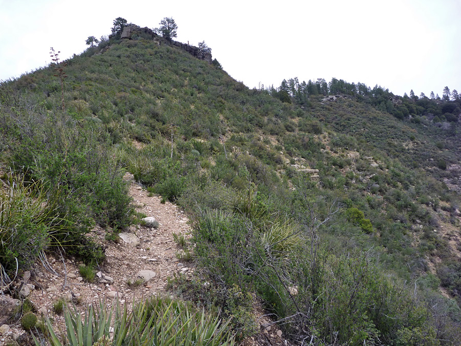 Upper end of the trail