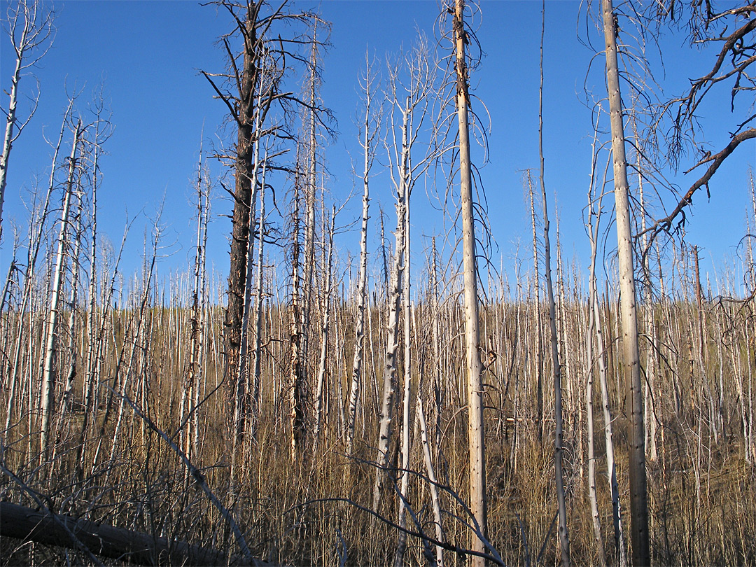 Trees along Cape Royal Road
