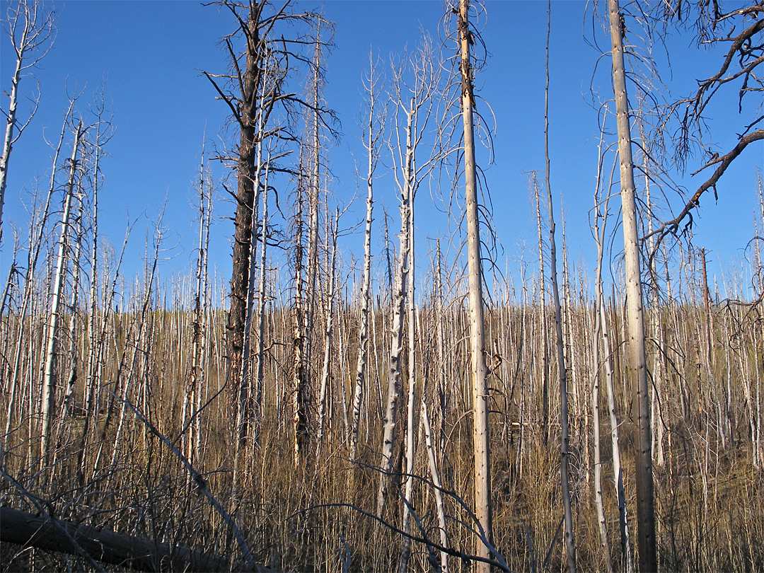 Trees along Cape Royal Road