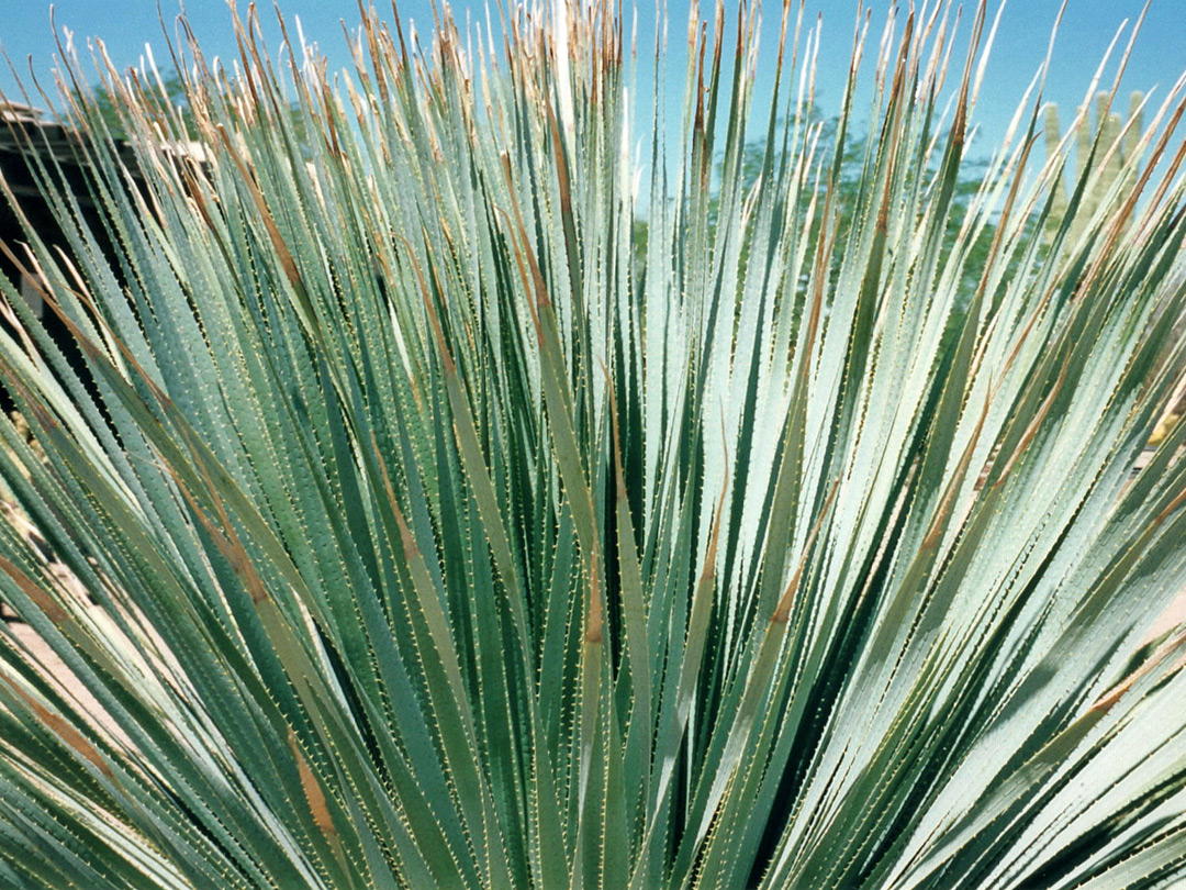 Sotol, by the visitor center