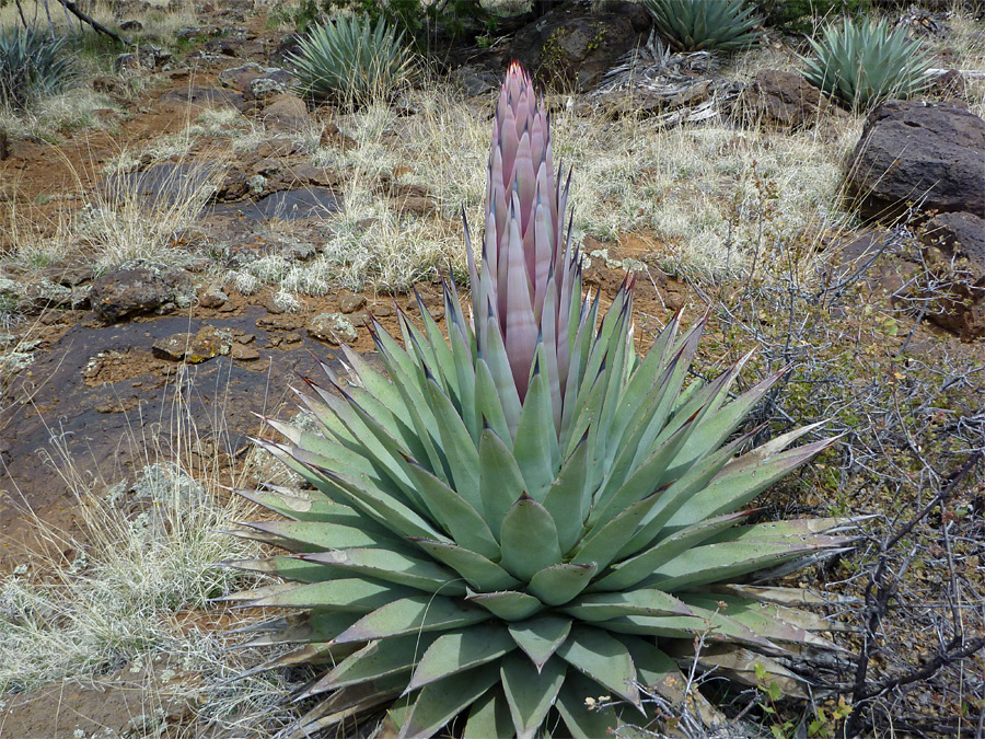 Agave parryi flower
