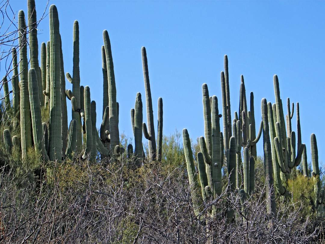 Saguaro above a dry wash