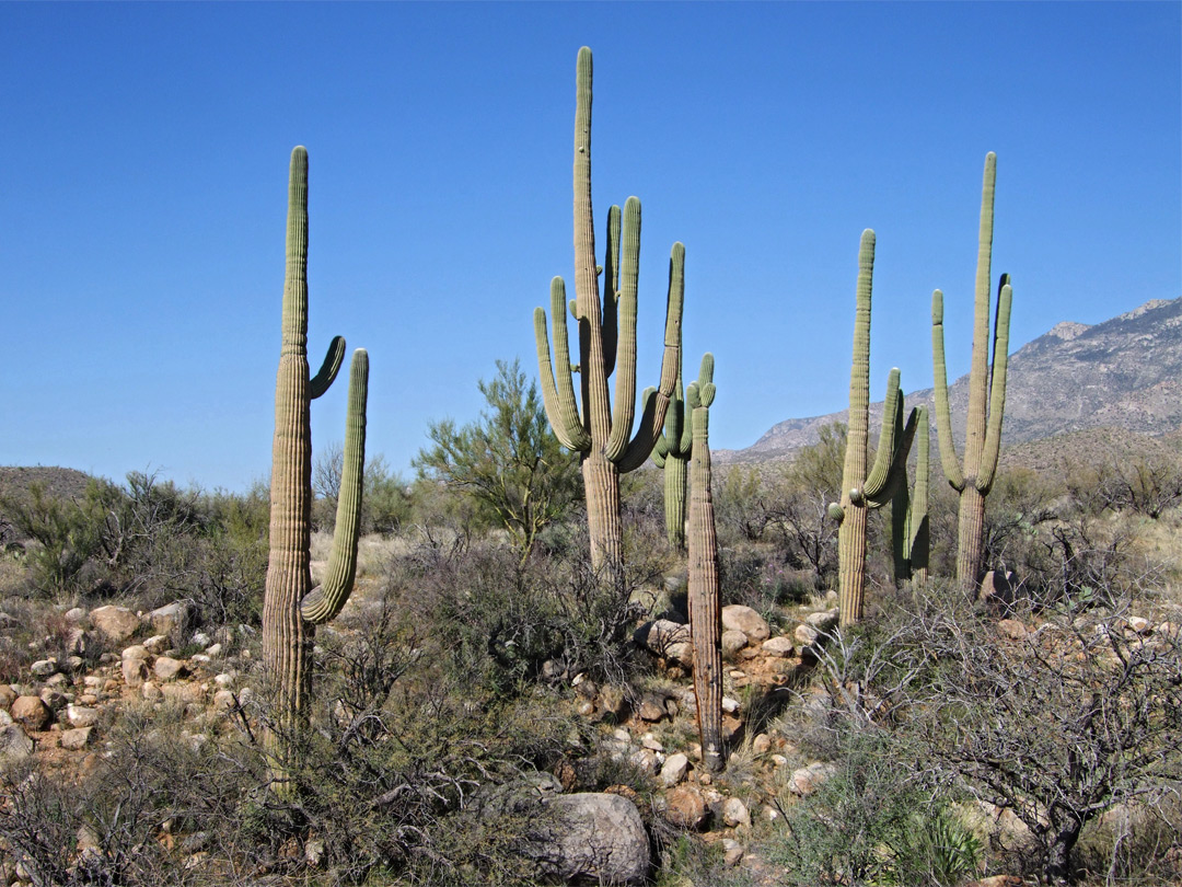 Saguaro