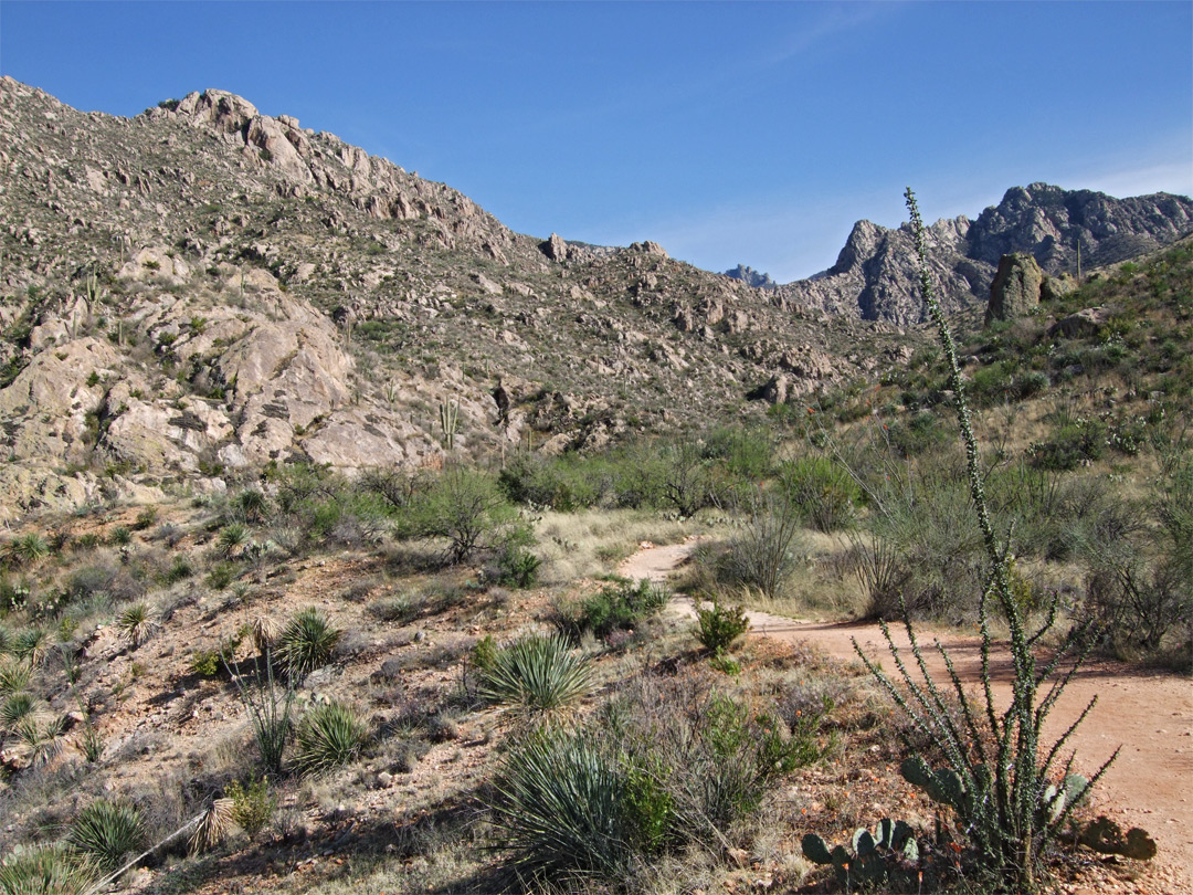 Octotillo by the trail: Catalina State Park, Arizona