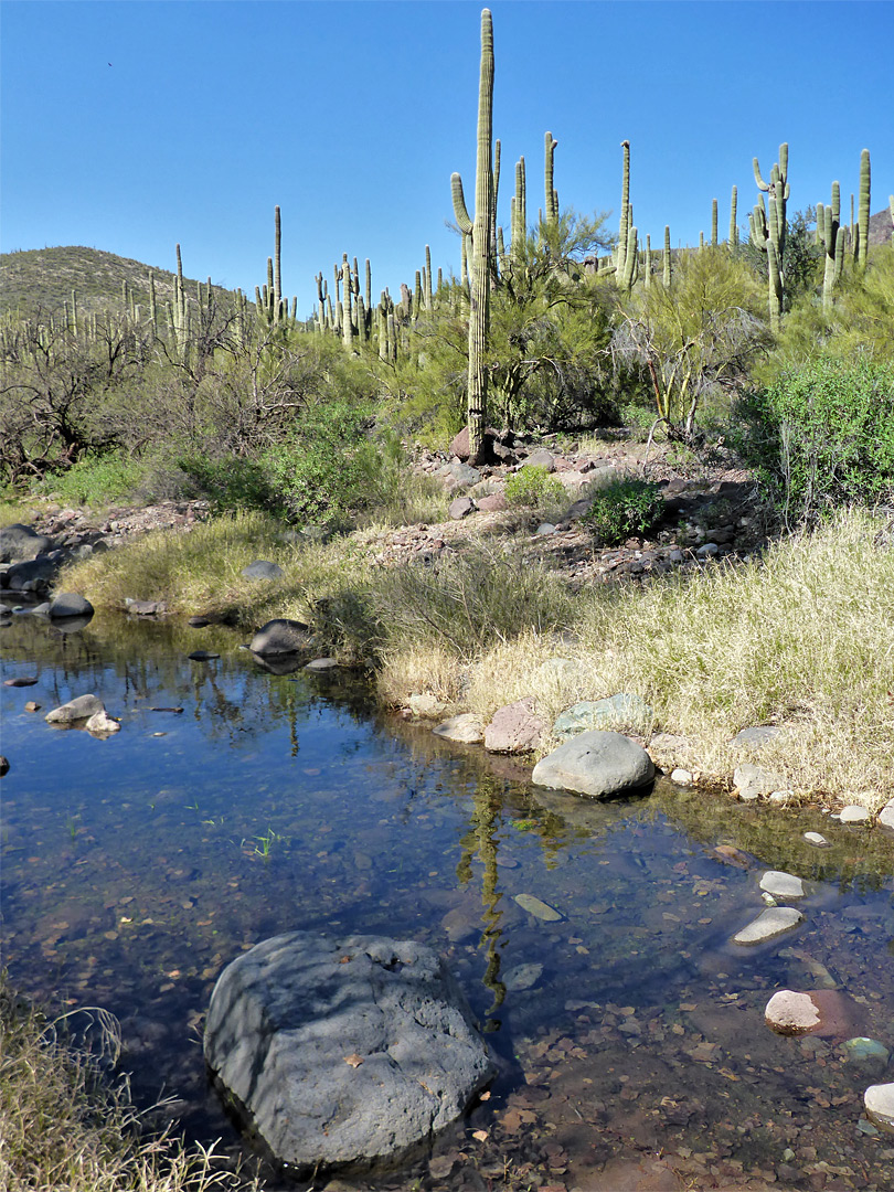 Tall saguaro