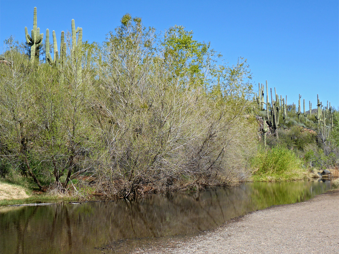 Cave Creek