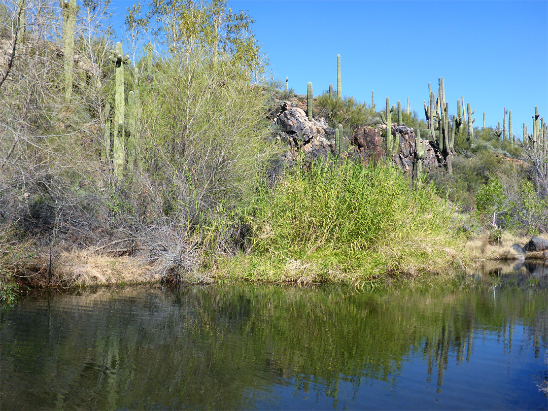 Mixed vegetation