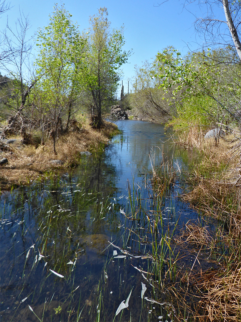 The creek