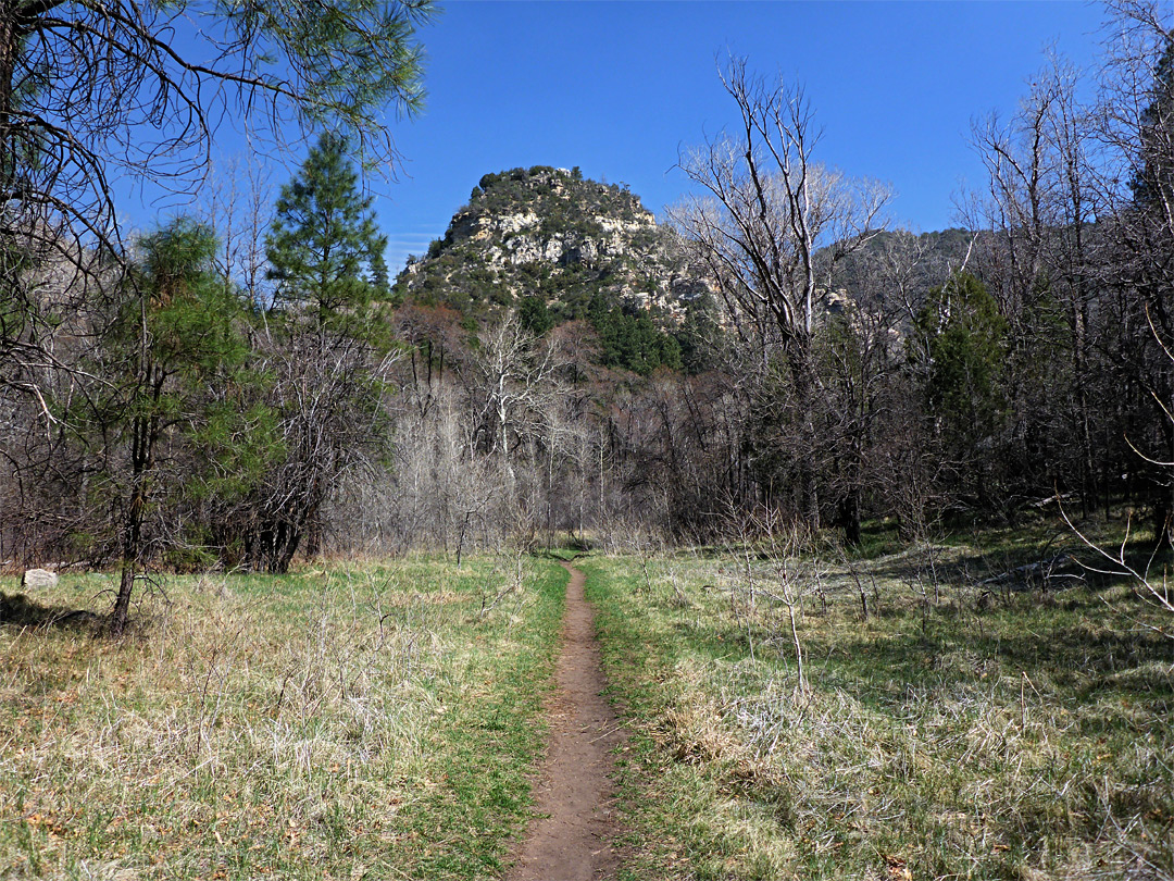 Path across a meadow