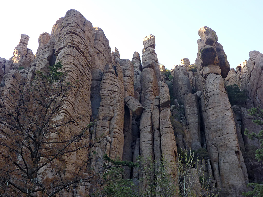 Organ Pipe Formation
