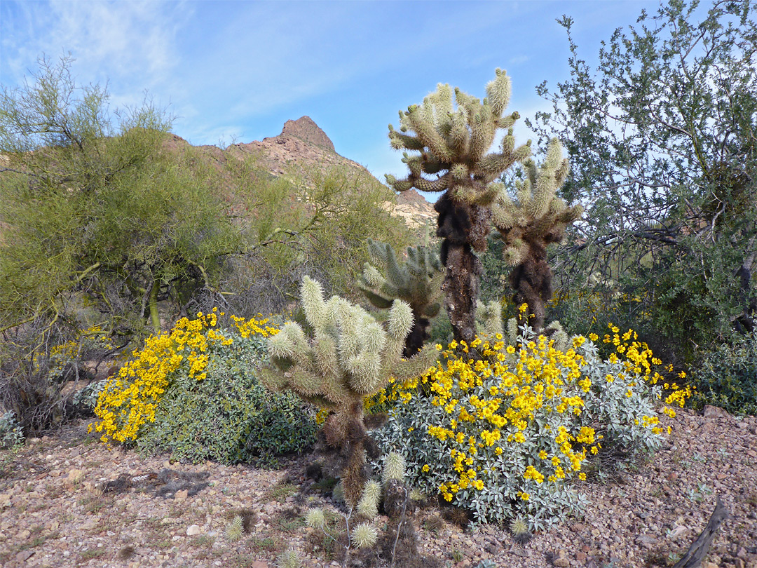 Cholla and brittlebush