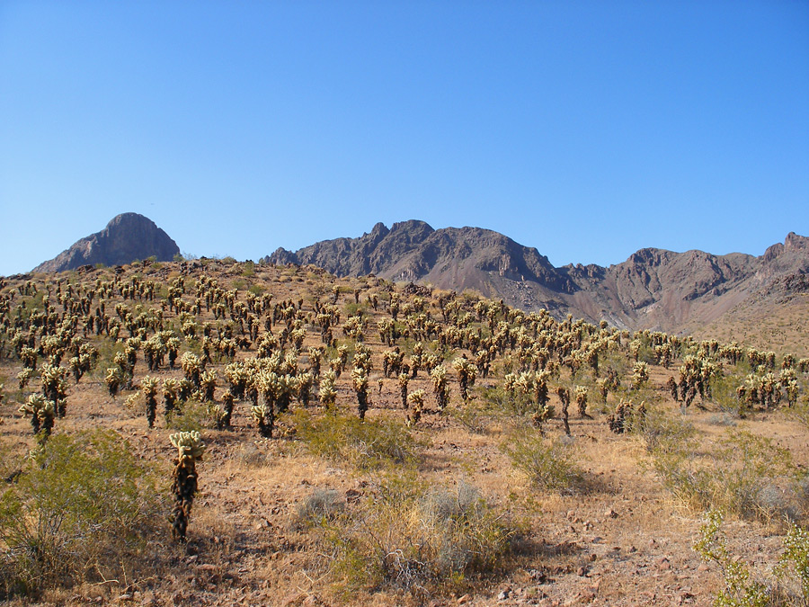 Cholla cacti