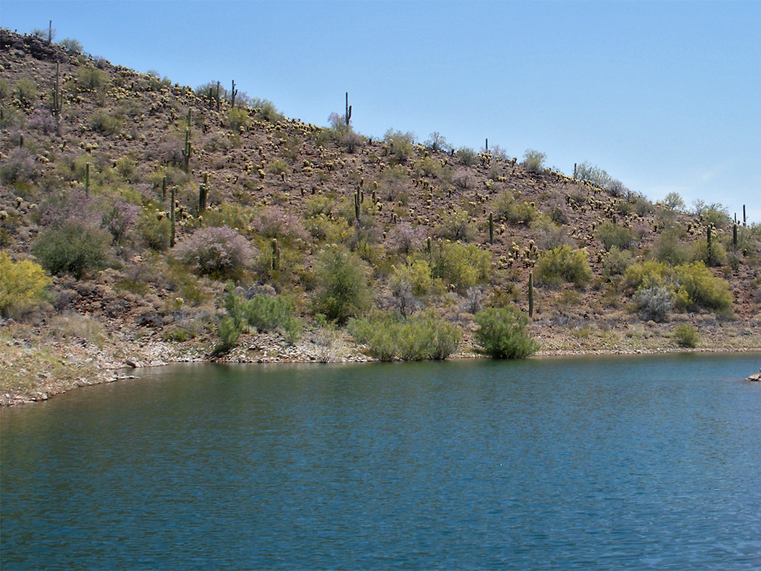 Cactus-covered hillside