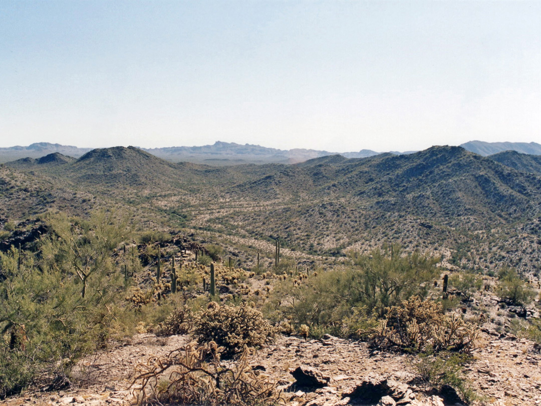 Cholla and saguaro