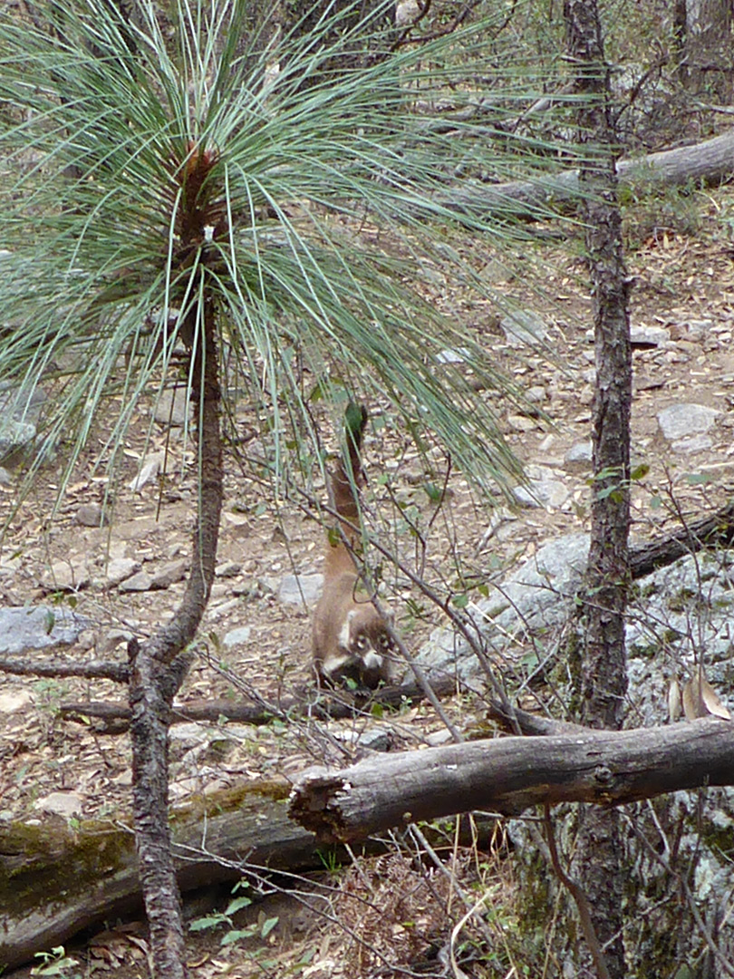 Coatimundi