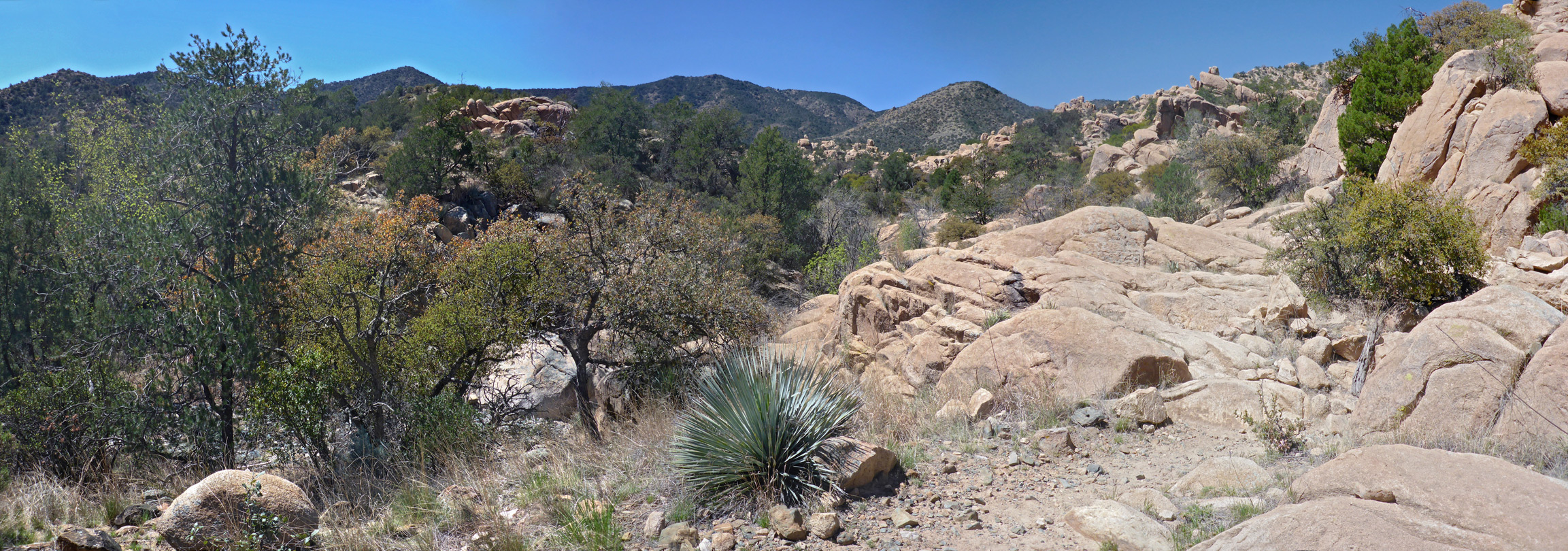 Bushes and flat rocks