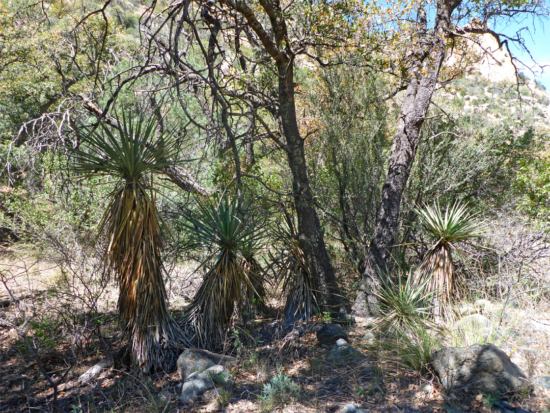Group of yucca