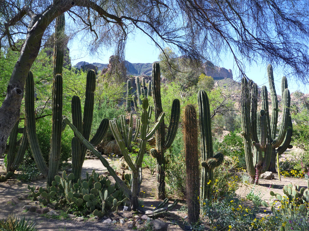 Columnar cacti