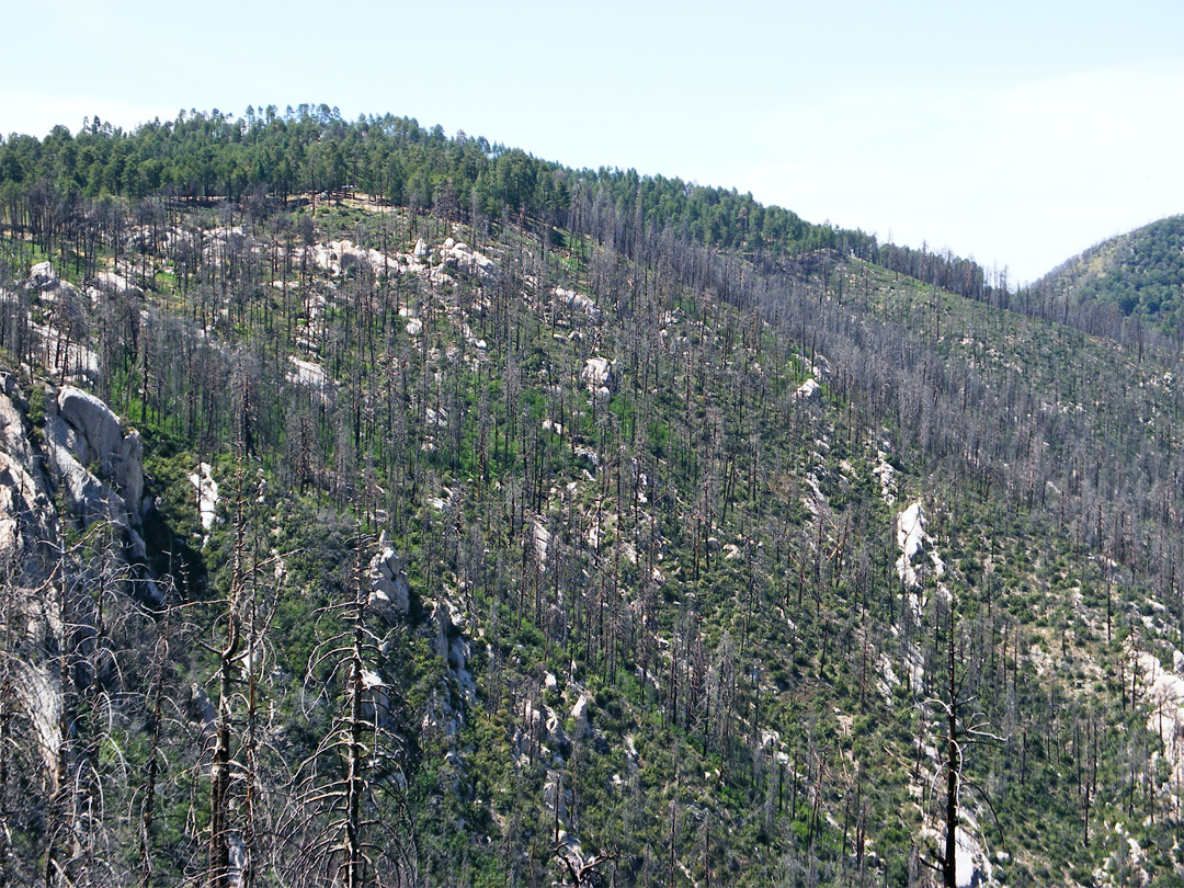 Burnt pine forest