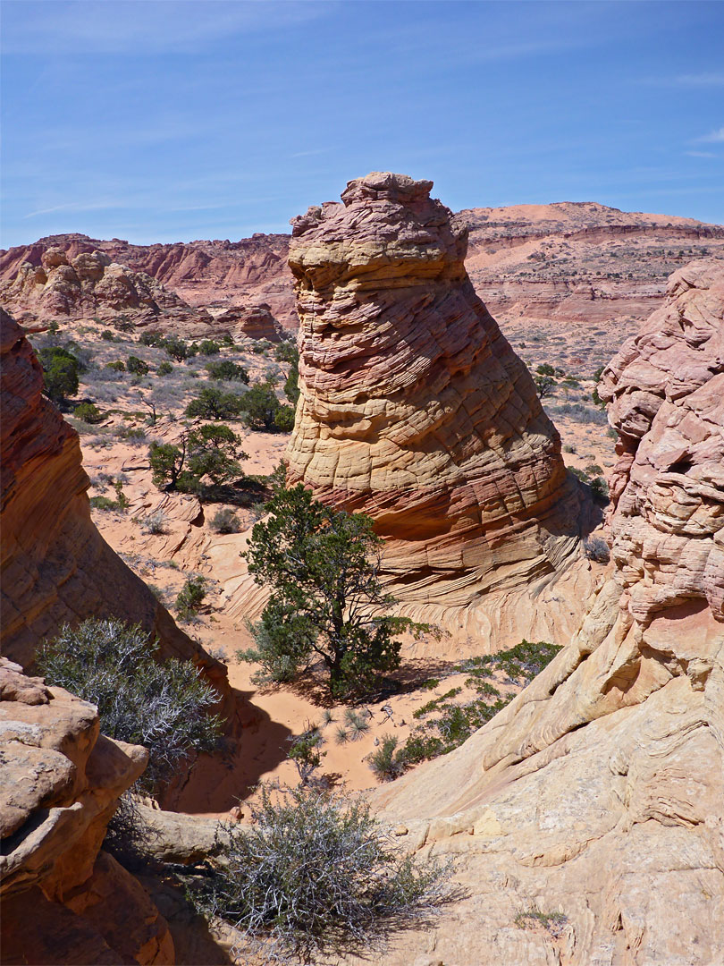 Trees and formations