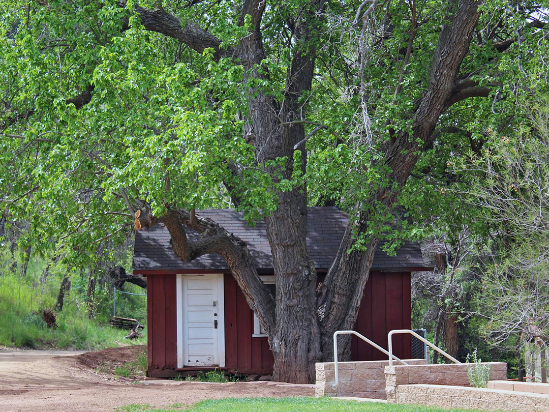 Cottonwood tree