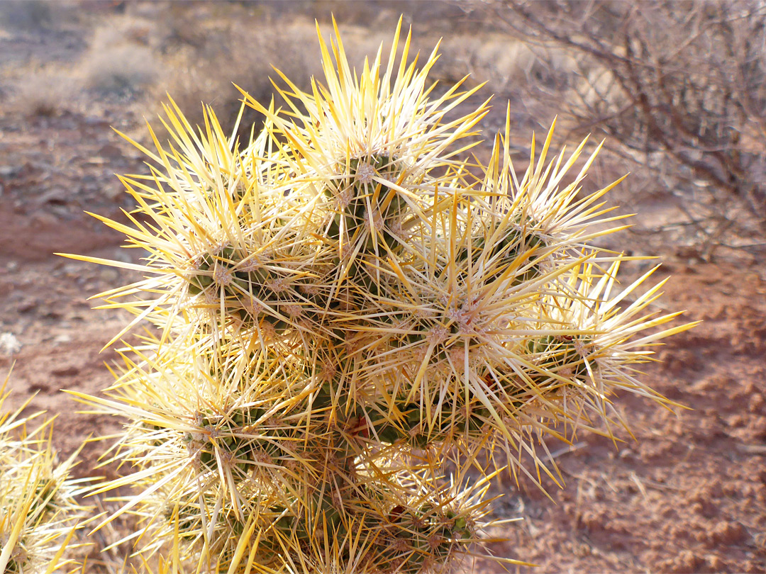 Cholla spines