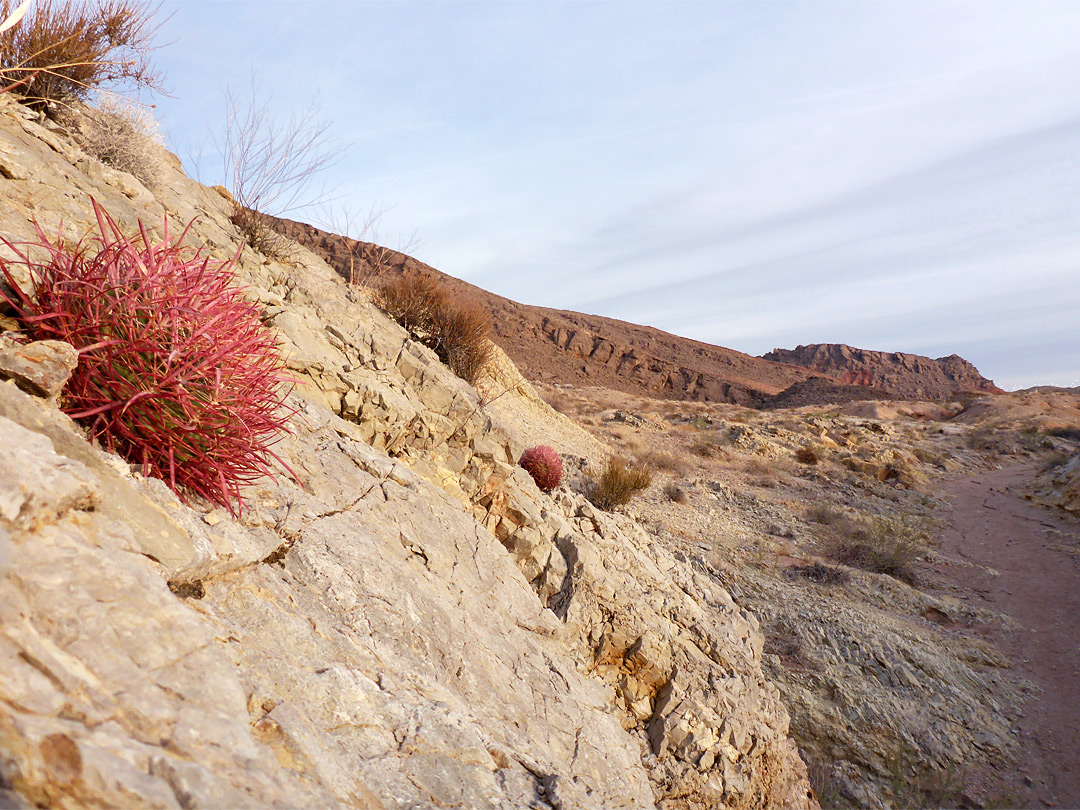 Ferocactus