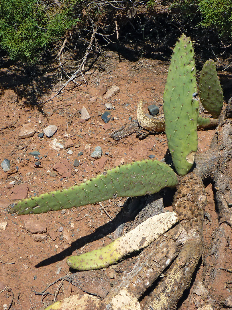 Cow's tongue cactus