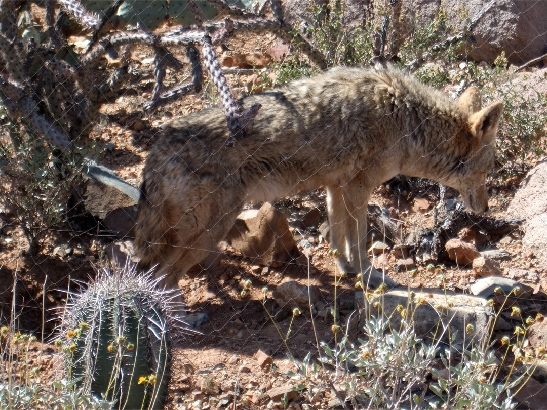 Arizona Coyotes – Prairie Wolf desert animals – Tjs Garden