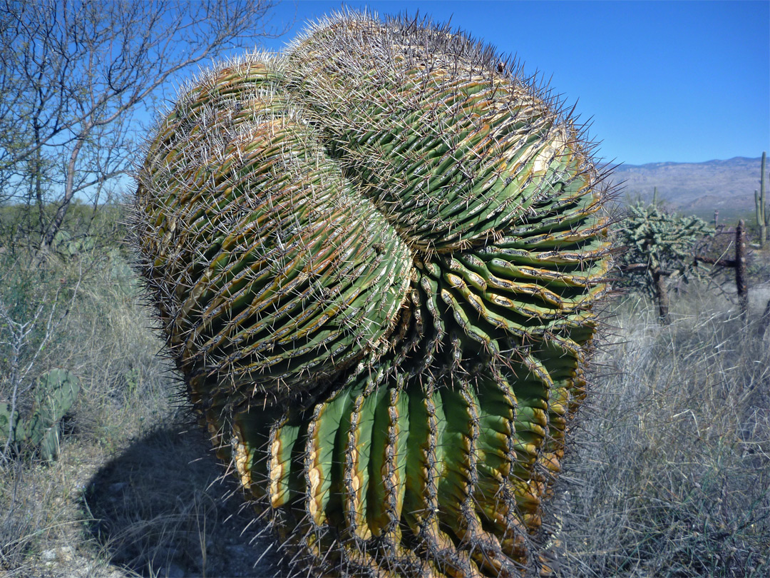 Cristate ferocactus beside the trail