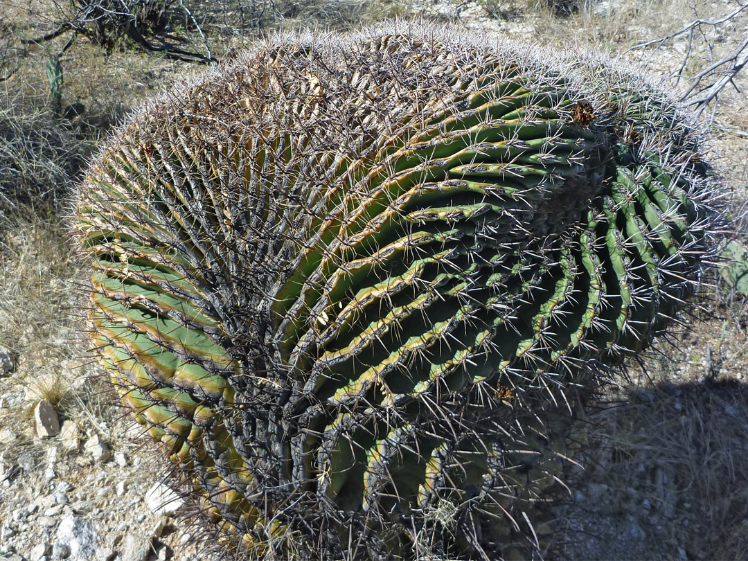 Aged, cristate ferocactus