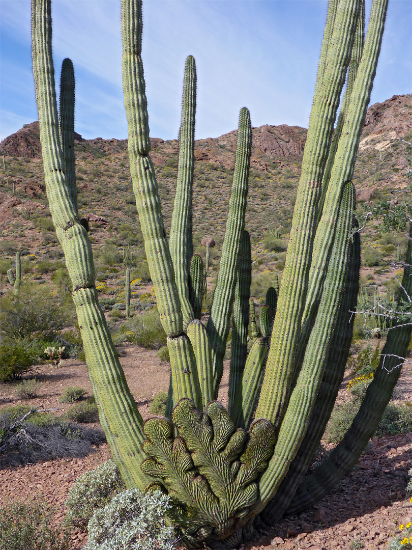 Multi-stemmed organ pipe