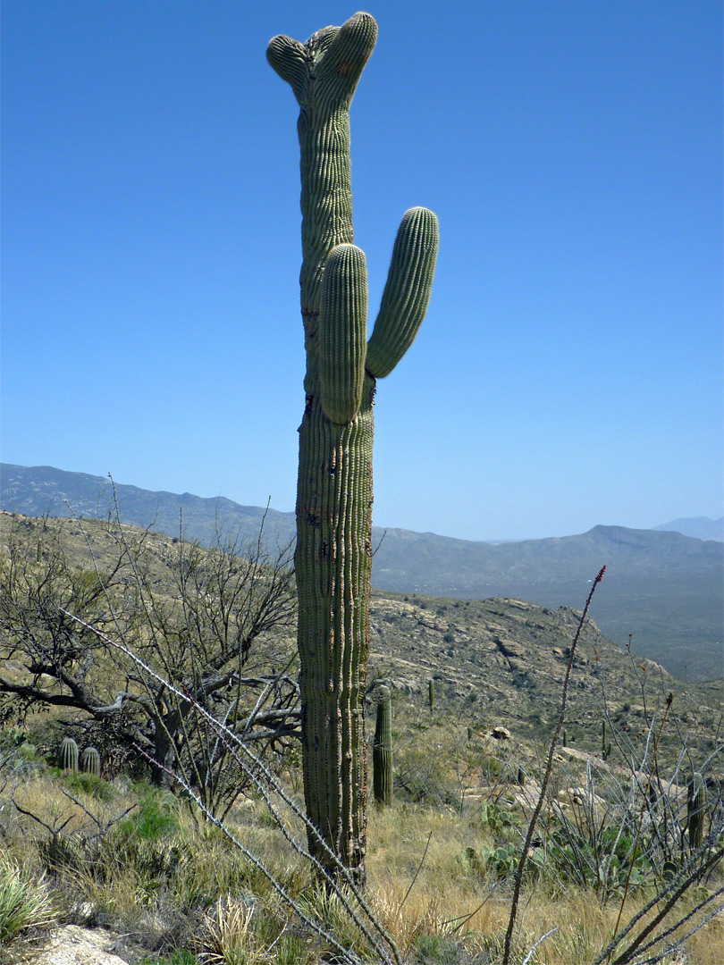 Cristate saguaro
