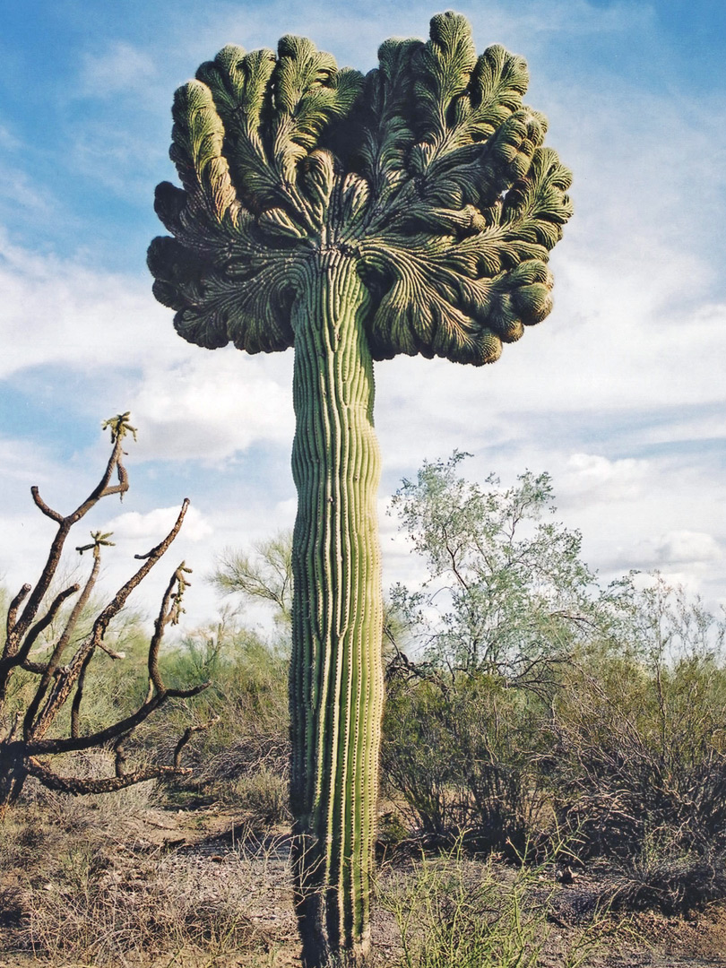 Cristate saguaro