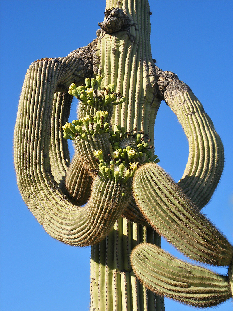 Curly saguaro