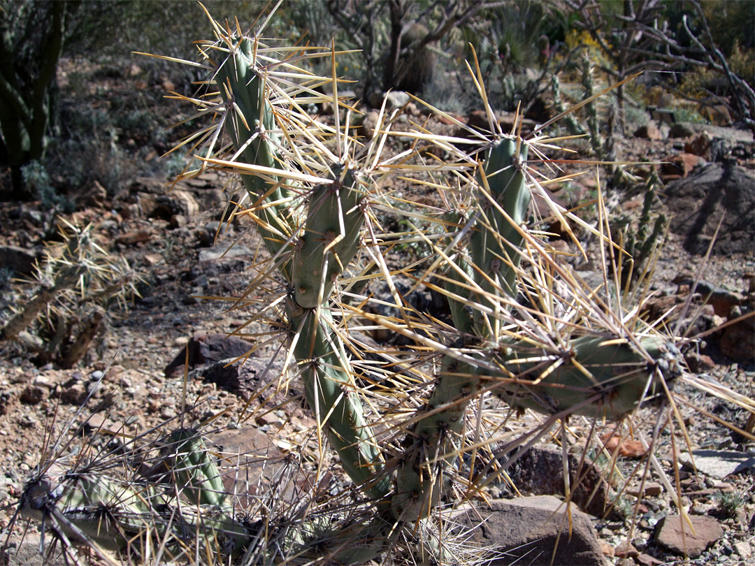 Cylindropuntia molesta