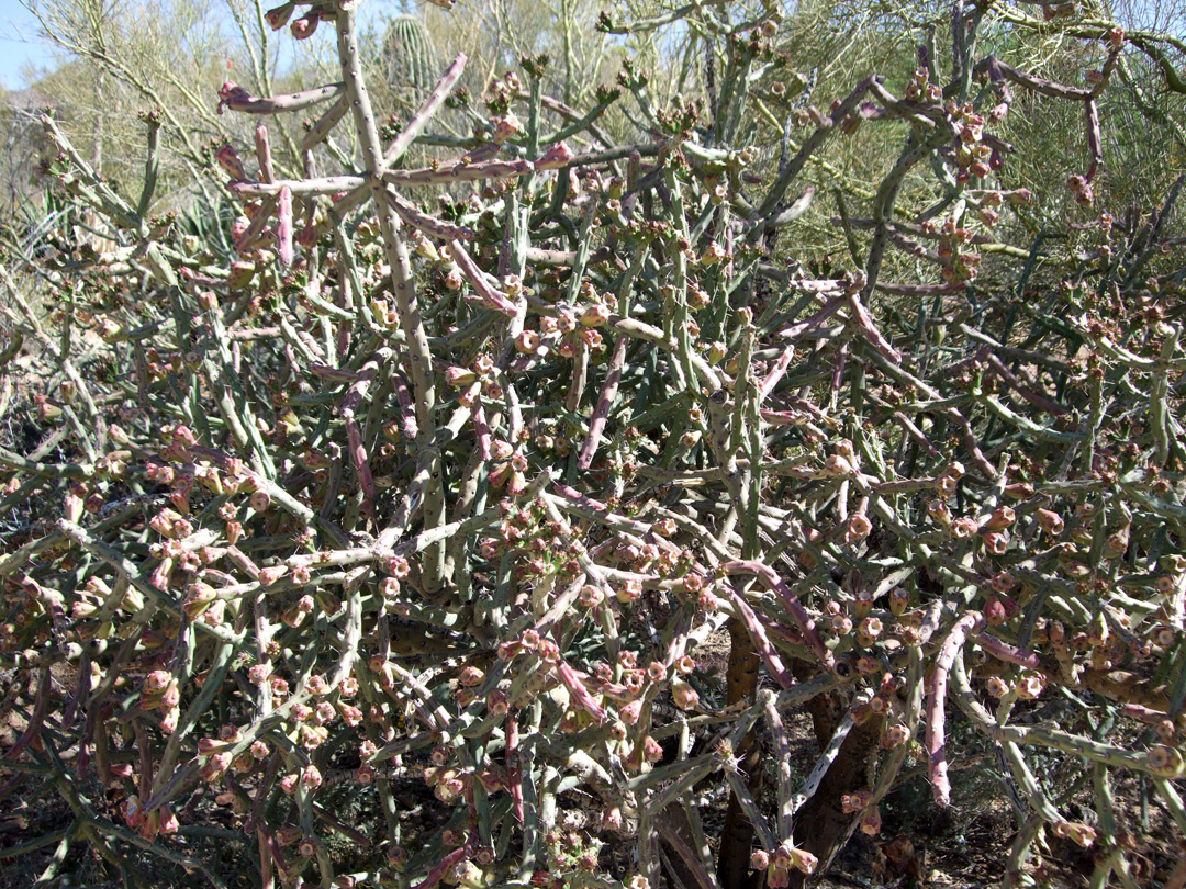 Cylindropuntia thurberi