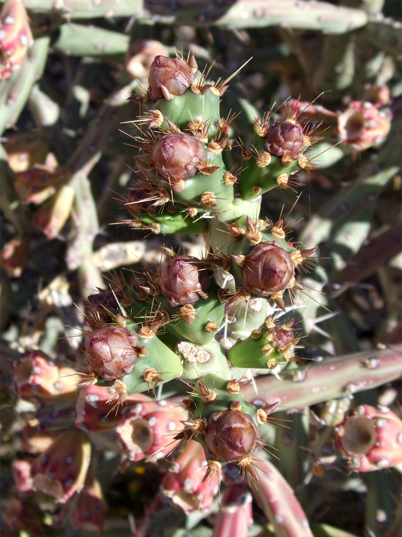 Cylindropuntia thurberi - buds