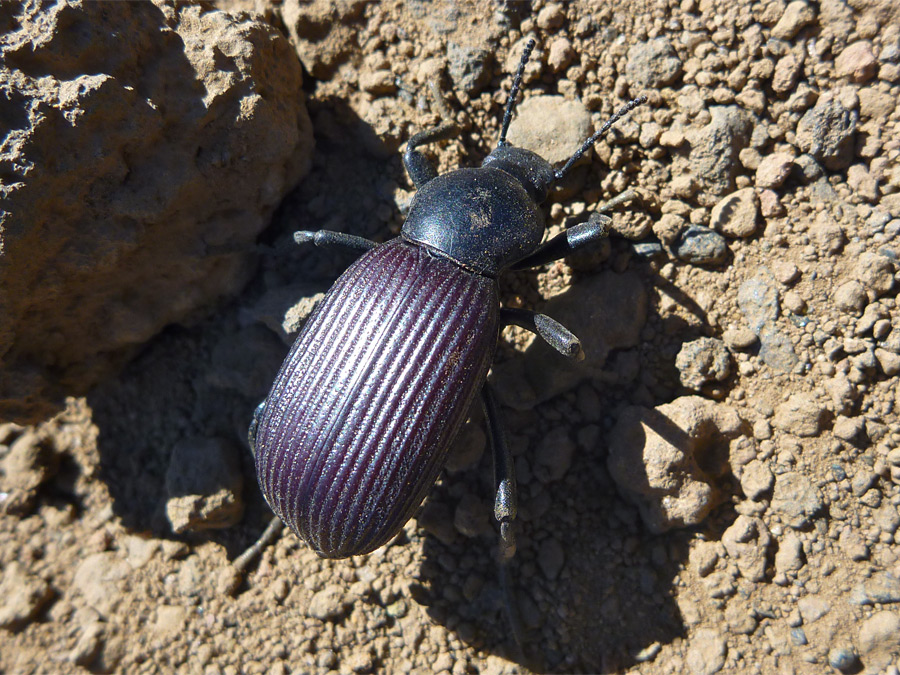 Darkling beetle