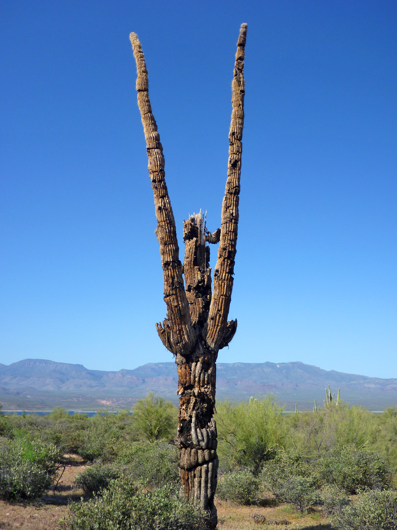 Dead saguaro branches
