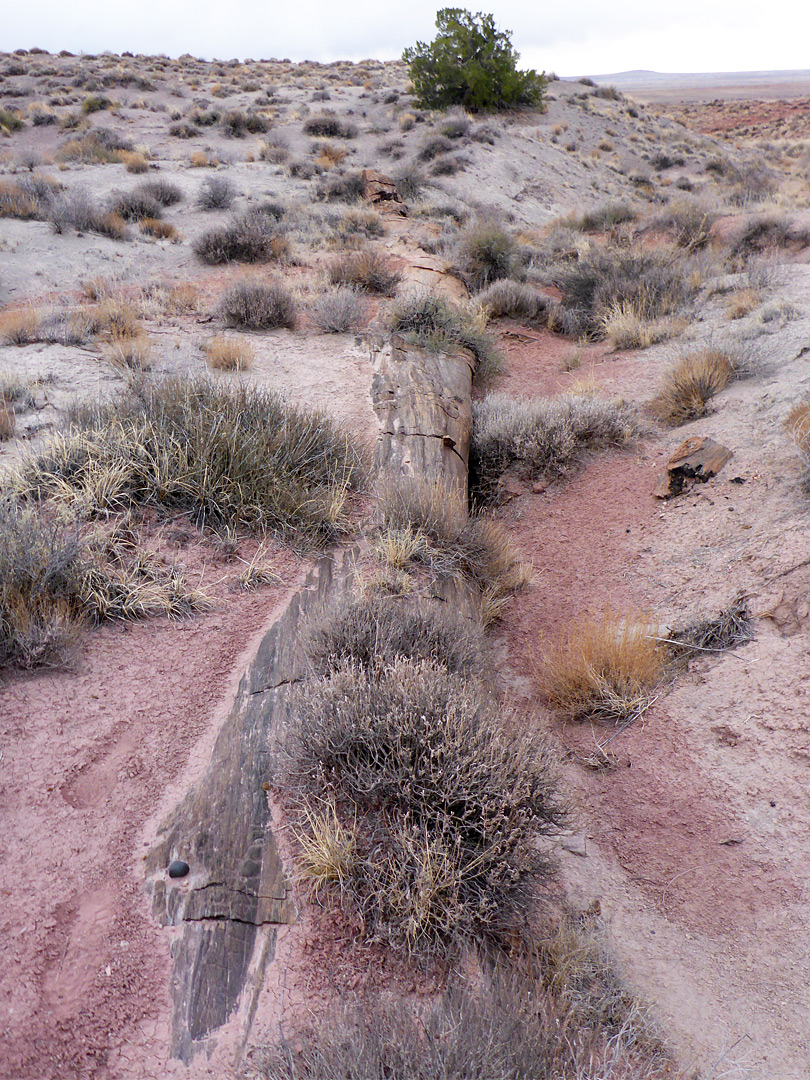 Partially buried log