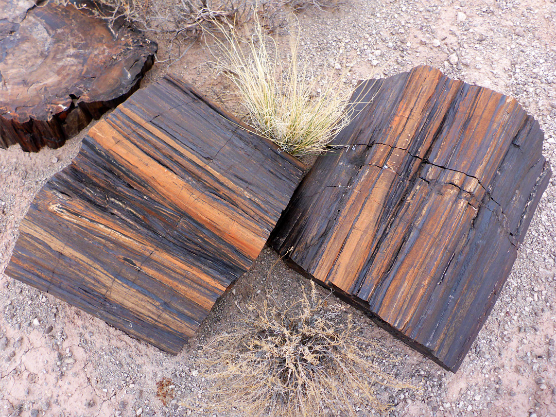 Stripy petrified wood