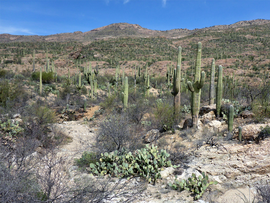 Tanque Verde Ridge