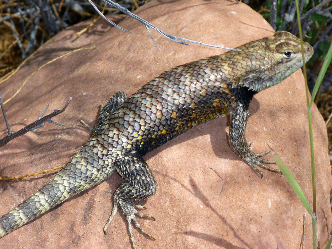 Desert spiny lizard