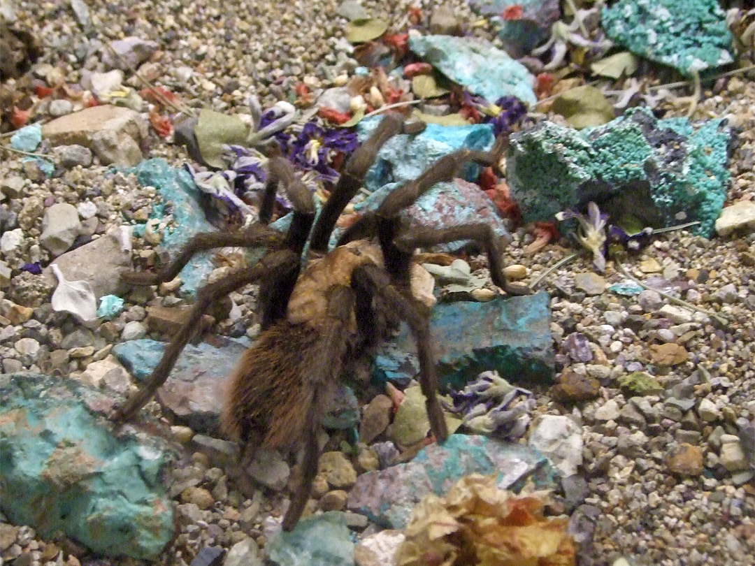 Desert tarantula - female