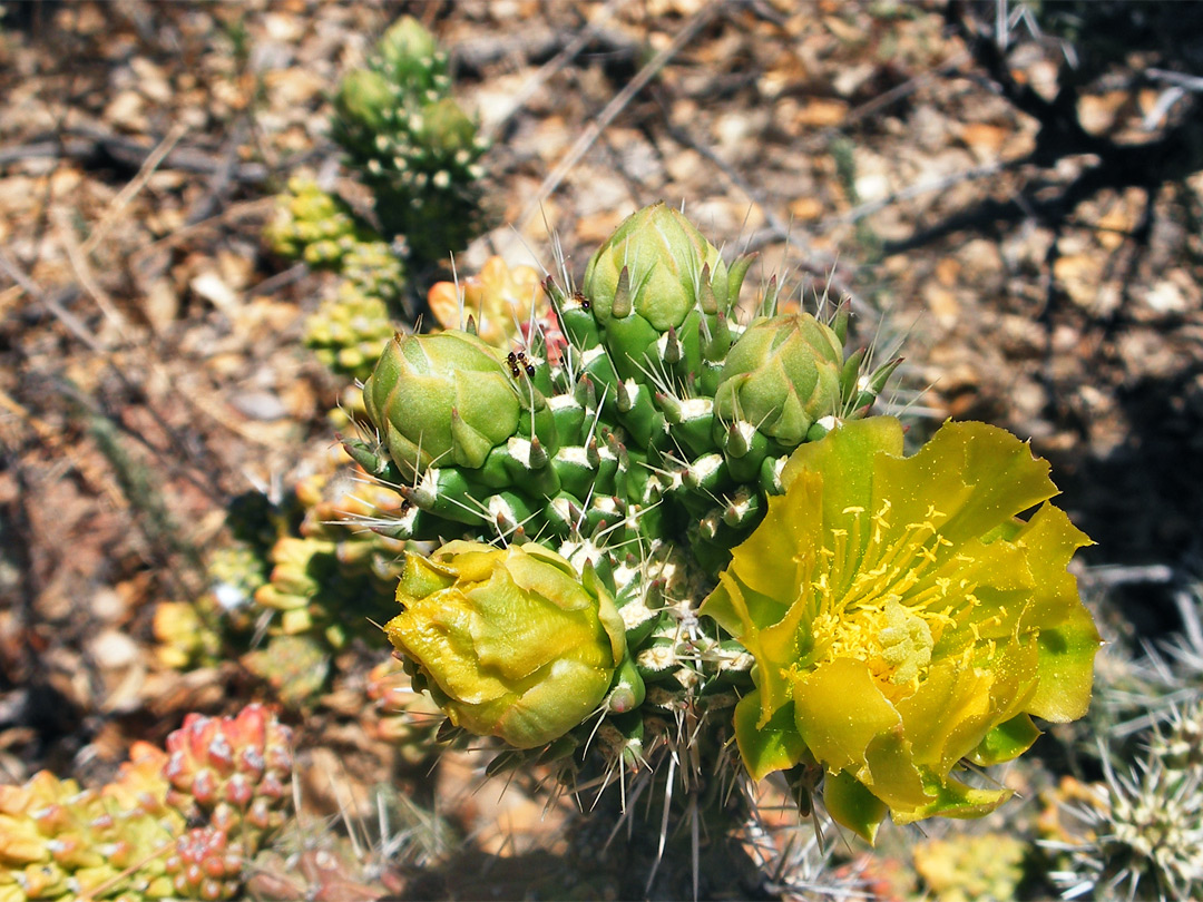 Whipple cholla flowers