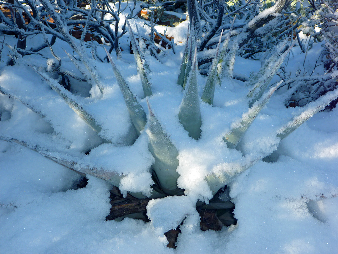 Agave in snow