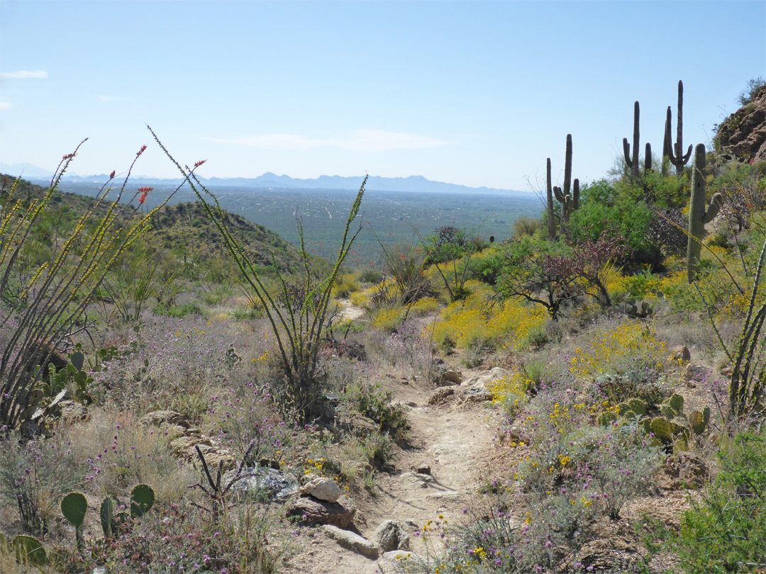 Wildflowers and cacti