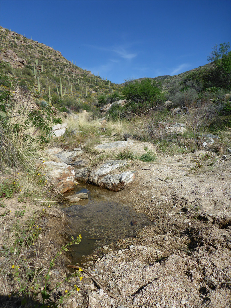 Shallow pool